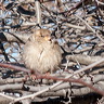 fluff-02.jpg