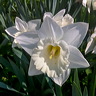 fleurs-01.jpg