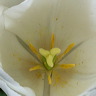 fleurs-02.jpg