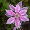 fleurs-04.jpg
