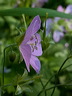 fleurs-05.jpg