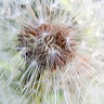 fleurs-06.jpg