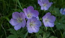 fleurs-07.jpg