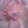 fleurs-08.jpg