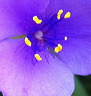fleurs-09.jpg