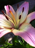 fleurs-10.jpg