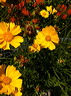 fleurs-11.jpg