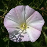 fleurs-12.jpg