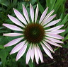 fleurs-14.jpg