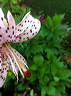 fleurs-16.jpg