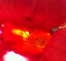 fleurs-17.jpg